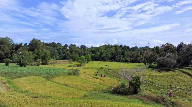 Aerial view of lush fields where people are working under a partly cloudy sky, creating a vibrant patchwork of greens, Guimaras, Western Visayas, Philippines.