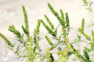 Ambrosia (Ambrosia artemisiifolia) grows in nature