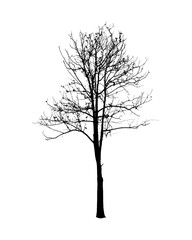 Fototapeta premium Silhouette of bare tree isolated on white background
