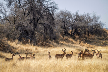 Troupeau d'impalas dans la savane 