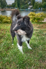 A cheerful Sheltie plays with a stick in nature