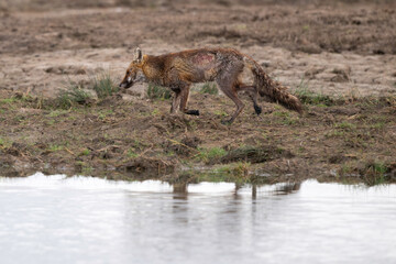 Renard roux; vulpes vulpes, Reserve ornithologique du Teich, Bassin d'Arcachon, 33, Gironde, France