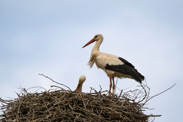 Cigogne blanche, Ciconia ciconia, White Stork, Calvaire, Beuzeville la Bastille, 50, Manche, France