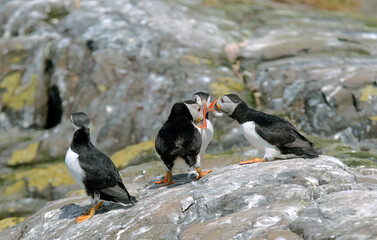 Macareux moine,Fratercula arctica, Atlantic Puffin,