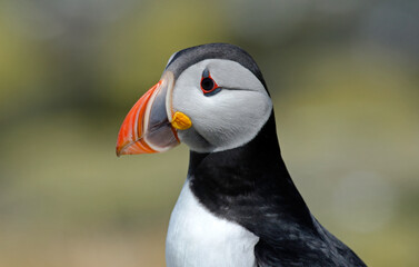 Macareux moine,Fratercula arctica, Atlantic Puffin,