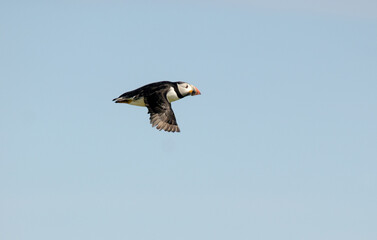Macareux moine,Fratercula arctica, Atlantic Puffin,