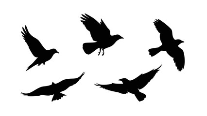 Obraz premium Birds in Flight and Perched flying sitting