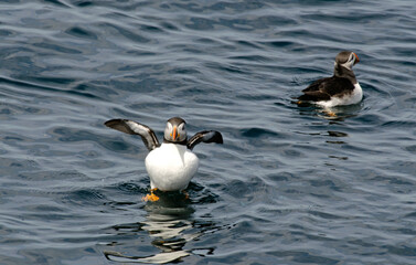 Macareux moine,Fratercula arctica, Atlantic Puffin,