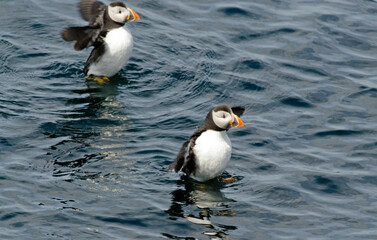 Macareux moine,Fratercula arctica, Atlantic Puffin,