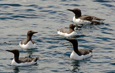 guillemot de troil, uria aalge, Common Murre