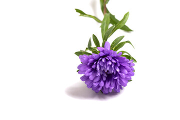 Aster Flower after the Rain Isolated on White