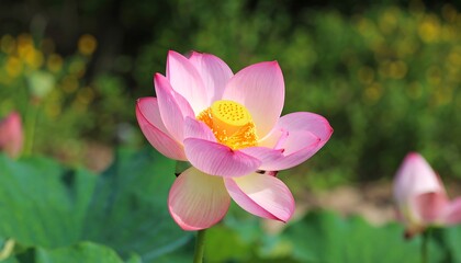 Pink lotus flower in bloom, yellow stamen, green foliage background