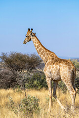 Girafe et acacia en fleurs dans la savane en Namibie