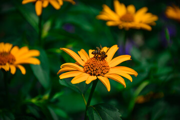 Vibrant Heliopsis flowers with a pollinating bee. A yellow wildflower in full bloom against the lush foliage. Nature photography, educational materials about pollinators and plant life