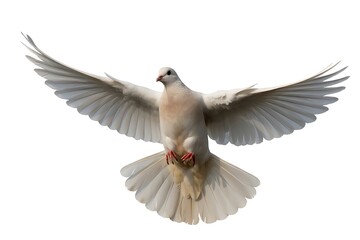 Obraz premium Elegant White Dove in Flight with Wings Spread Wide Symbolizing Peace and Freedom on Isolated Background Detailed Plumage and Gentle Appearance Enhancing Composition