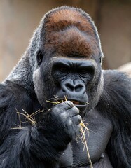 Close-up of a mature western lowland gorilla eating straw, showcasing powerful physique and intricate details of fur and facial features.