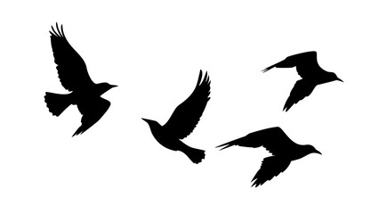 Obraz premium Flying and Perching Birds Silhouettes sitting perched