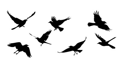 Flying Birds Silhouette black freedom
