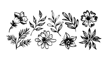 Hand Drawn Floral Elements botanical nature