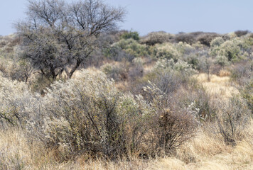 Paysage de la savane en Namibie en saison sèche