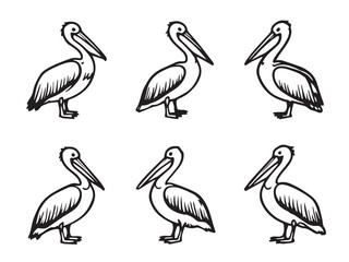 Pelican Line Art Illustration
