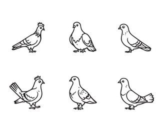 Pigeon Line Art Illustration