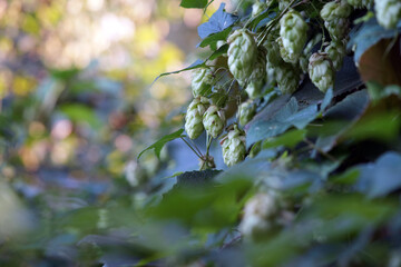 hops