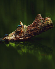 crocodile in the water