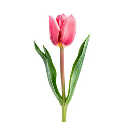 Single vibrant pink tulip, isolated against black background.  Detailed close-up view shows delicate petals, green leaves, and slender stem.  Perfect for floral arrangements or botanical imagery