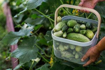 An elderly farmer woman with a basket of cucumbers in a summer garden. Close-up of a basket of vegetables. The concept of harvesting in a garden.