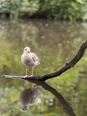 bird on a branch