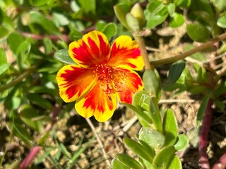 red and yellow flower