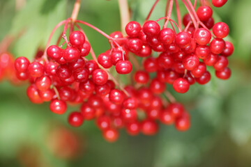 Red viburnum berries on branch, soft green leaves, sunny natural background, botanical garden, antioxidant-rich fruit, herbal remedy, wild edible plants, vitamin C source, organic countryside harvest