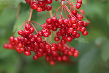 Fresh ripe viburnum berries on branch with green leaves, natural sunlight, outdoor close-up, healthy food, organic harvest, wild edible fruit, herbal plant, antioxidant rich, summer nature background