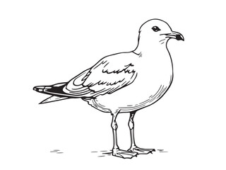 Seagull Line Art Illustration