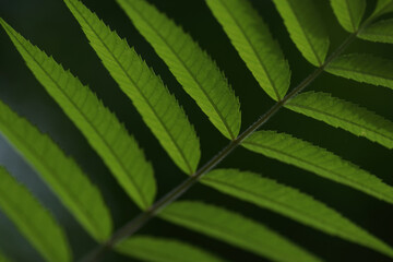 Green fern leaf close-up, vibrant foliage background, tropical plant texture, nature macro, eco organic greenery design.