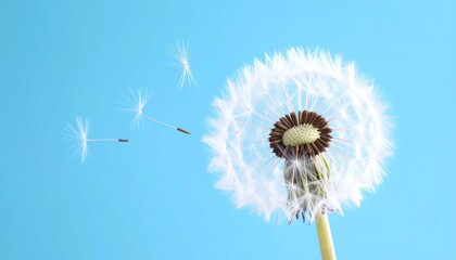Obraz premium Elegant Close Up Dandelion Seed Head with Flying Seeds on Azure