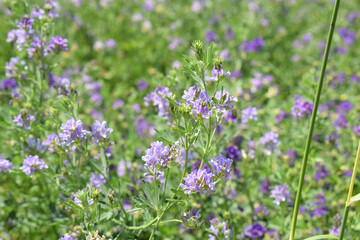 Close-up of blooming alfalfa in a field.