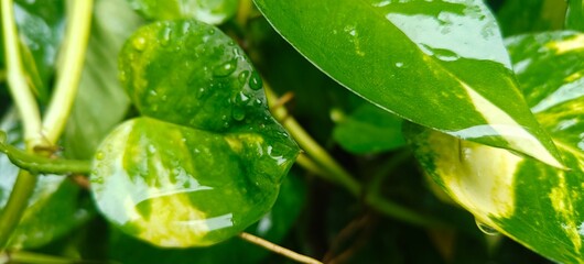 Close up shot of rain drops on money plant leaf.