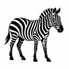 Fototapeta premium Black and White Zebra Vector Illustration - A Graphic of an African Wild Horse