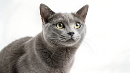 Obraz premium Close-up of gray short-haired cat with alert expression looking sideways against white studio background perfect for pet portraits, veterinary designs and cat care visuals