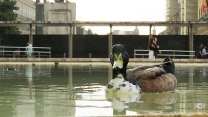 Pato en un estanque en la ciudad