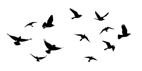 Flock of Birds in Flight flying silhouette