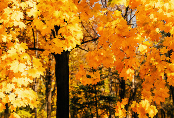 Bright yellow maple trees in autumn park. Warm autumn sunny day. Selective focus.
