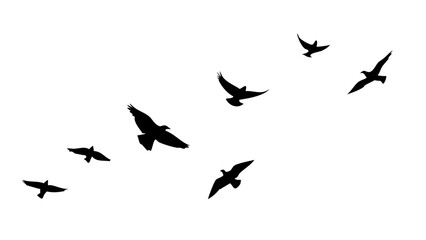 Flock of soaring birds flying wings