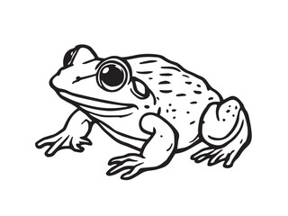 Spadefoot Toad Line Art Illustration