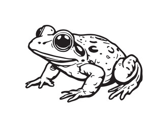 Spadefoot Toad Line Art Illustration