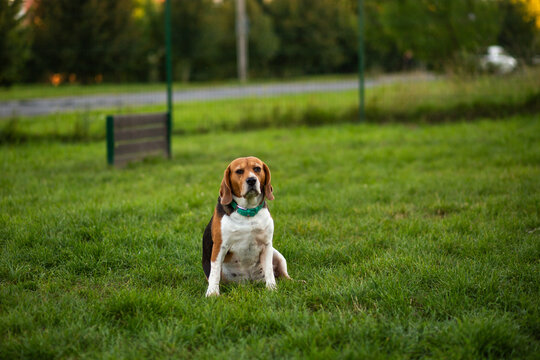 Beagle dog sitting on green grass at dog training ground outdoors