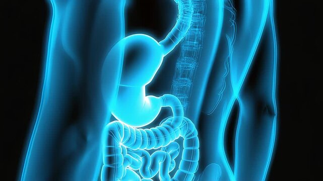 Human Digestive System Anatomy Illustration:  Detailed 3D Render of Stomach, Intestines, and Related Organs