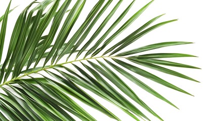 Obraz premium Green Palm Leaf Frond on White Background tropical